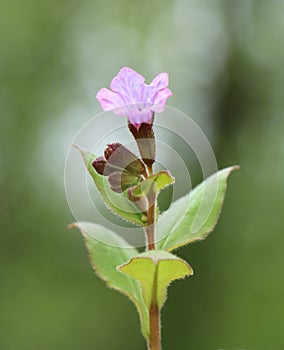 Pulmonaria obscura