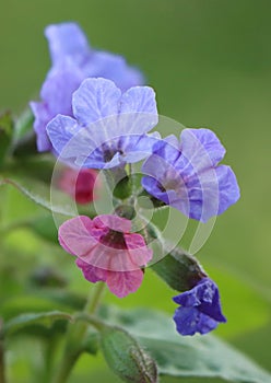 Pulmonaria obscura