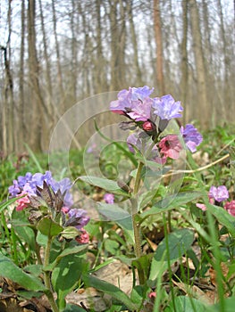 Pulmonaria obscura