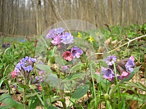 Pulmonaria obscura