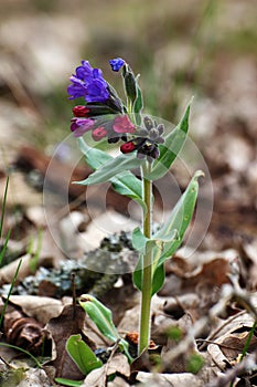 Pulmonaria obscura