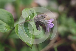 Pulmonaria obscura, common names unspotted lungwort or Suffolk lungwort flowers blooming in the forest