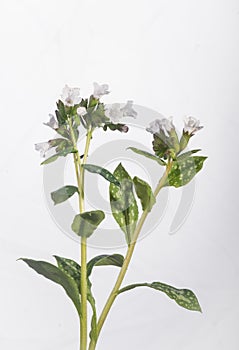 Pulmonaria officinalis in Bloom