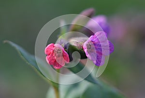 Pulmonaria officinalis (lungwort)