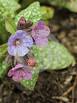 Pulmonaria with Pink and Blue Flowers