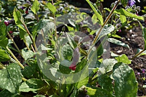 Pulmonaria plant