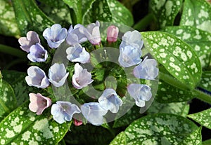 Lungwort flowers