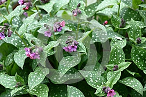 Pulmonaria saccharata.