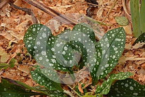 Pulmonaria saccharata or bethlehem lungwort green leaves