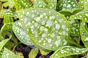 Pulmonaria `Sissinghurst White` leaf foliage