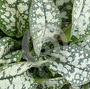 Pulmonaria `Sissinghurst White`, spotted variegated plant.