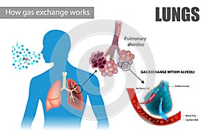 The pulmonary alveoli enable respiratory gas exchange