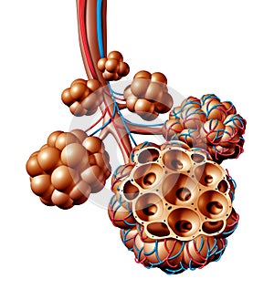 Pulmonary Alveoli Human Anatomy Respiration Concept