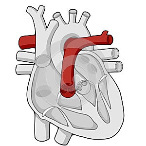 Pulmonary artery - Heart - Human body - Education