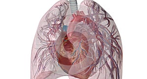 The pulmonary circulation is a division of the circulatory syste