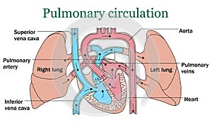 Pulmonary circulation vector photo
