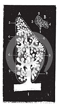 Pulmonary lobule, vintage engraving photo