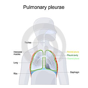 Pulmonary pleurae. lungs Anatomy