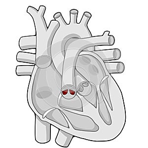 Pulmonary valve - Heart - Human body - Education