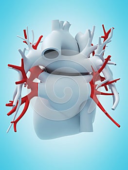 The pulmonary veins