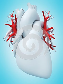 The pulmonary veins