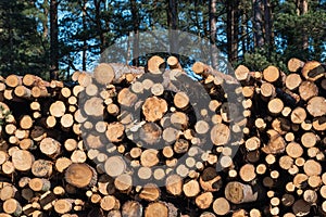 Pulpwood biomass stacked in a logpile