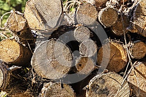 Pulpwood biomass stacked in a logpile in a pine tree forest