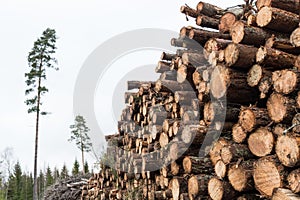 Pulpwood pile in a forest