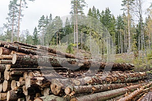 Pulpwood in a timber stack