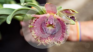 Pulpy, purple orchid