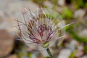 Pulsatila halleri plant bloom