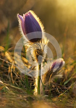 Pulsatilla