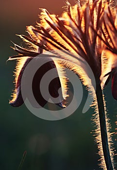 Pulsatilla