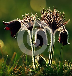 Pulsatilla