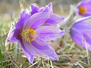 Pulsatilla