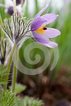 Pulsatilla photo