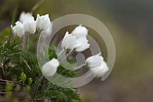 Pulsatilla alpina, the alpine pasqueflower or alpine anemone, is a species of flowering plant in the Ranunculaceae family