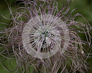 Pulsatilla Alpina