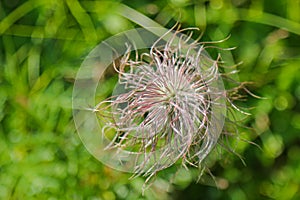 Pulsatilla alpina flower during summer in Europe photo