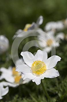 Pulsatilla alpina flowers photo