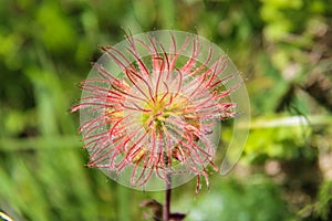 Pulsatilla Alpina photo