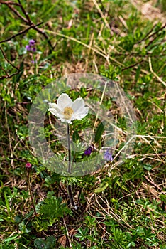 Pulsatilla alpina subsp. alba vo Vysokých Tatrách na Slovensku