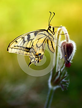 Pulsatilla flower with butterfly