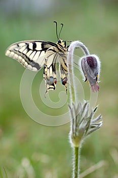Pulsatilla flower with butterfly photo