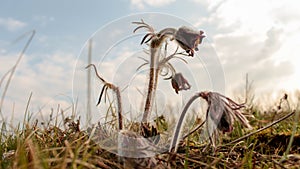 Pulsatilla flower in the field,on a sunny spring day. Europe