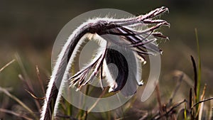 Pulsatilla flower in the field,on a sunny spring day. Europe, single