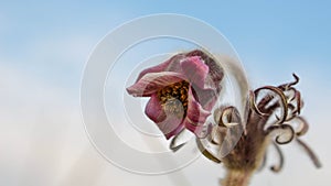 Pulsatilla flower in the field,on a sunny spring day. Europe, single