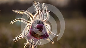 Pulsatilla flower in the field,on a sunny spring day. Europe, single