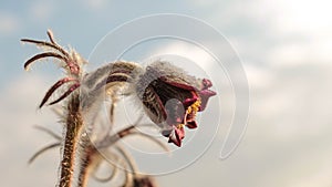 Pulsatilla flower in the field,on a sunny spring day. Europe, single