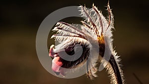 Pulsatilla flower in the field,on a sunny spring day. Europe, single